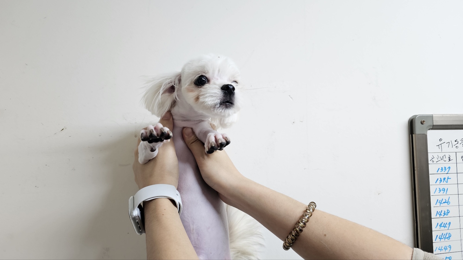 박영재동물병원_445464202303522